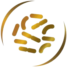 פרוביוטיקה מסוג B.Lactis חיידקים ידידותיים למערכת העיכול