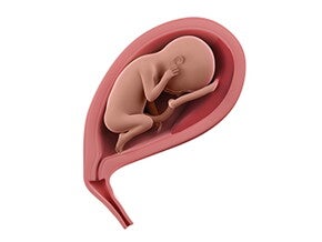 שבוע 23 להריון